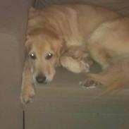 Blanding af racer Buster