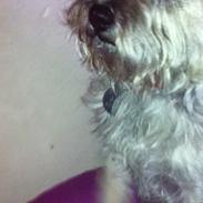 Cairn terrier Soffie