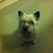 Cairn terrier Soffie