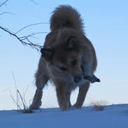 Islandsk fårehund Westmanna's Glossa Villíros