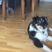 Shetland sheepdog Kato