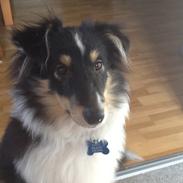 Shetland sheepdog Kato