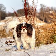 Cavalier king charles spaniel Bergkamp - Himmelhund