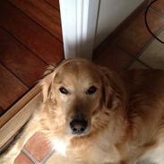 Golden retriever Koda