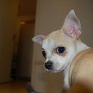 Chihuahua Balder