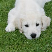 Golden retriever Peka's Chelsea