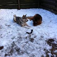 Alaskan malamute Maya