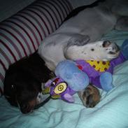 Kleiner münsterländer Choko