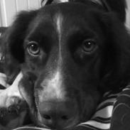 Kleiner münsterländer Choko