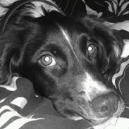 Kleiner münsterländer Choko