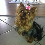 Yorkshire terrier Candy