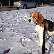 Beagle Ob-La-Di's Eywa of Avatar / Silja