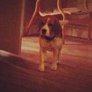 Beagle Ob-La-Di's Eywa of Avatar / Silja