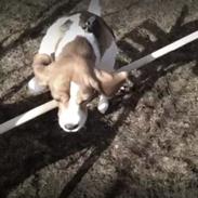 Beagle Ob-La-Di's Eywa of Avatar / Silja