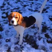 Beagle Ob-La-Di's Eywa of Avatar / Silja