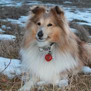 Shetland sheepdog Bødskov's Puk (Piaf)