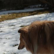 Shetland sheepdog Bødskov's Puk (Piaf)