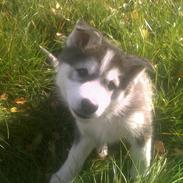 Blanding af racer Silver