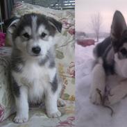 Blanding af racer Silver