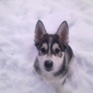 Blanding af racer Silver