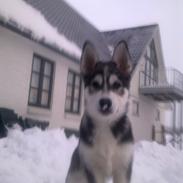 Blanding af racer Silver