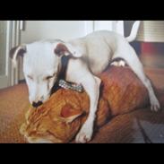 Jack russell terrier Anton