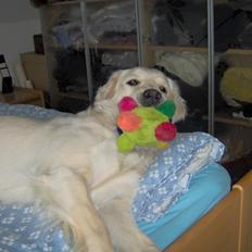 Golden retriever Fraiya