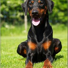 Dobermann *¤*Grace/Chica*¤* R.I.P.