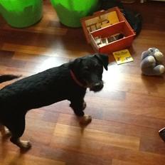 Tysk jagtterrier Carly