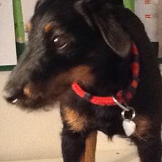 Tysk jagtterrier Carly