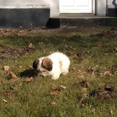 Bichon havanais Calløe pretty Bear's Honeybee