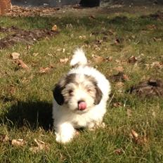 Bichon havanais Calløe pretty Bear's Honeybee