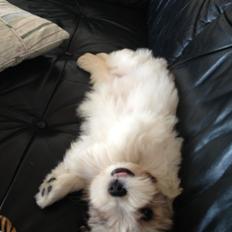 Bichon havanais Calløe pretty Bear's Honeybee