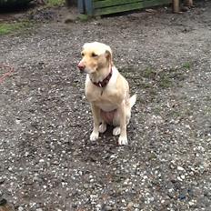 Labrador retriever Bella