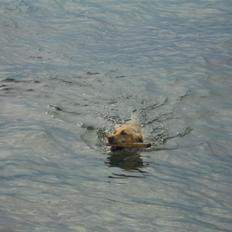 Labrador retriever Bella