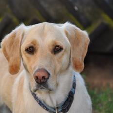 Labrador retriever Bella