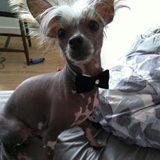 Chinese crested hårløs Manfred