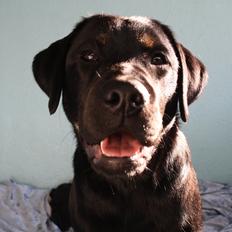 Blanding af racer Bane (*Bain*)