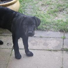 Blanding af racer Bane (*Bain*)