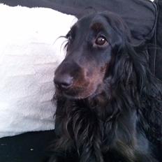 Cocker spaniel Mika (Himmel hund)