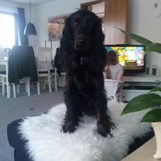 Cocker spaniel Mika (Himmel hund)