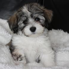 Bichon havanais Elvis