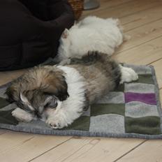 Bichon havanais Elvis