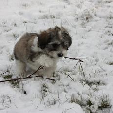 Bichon havanais Elvis