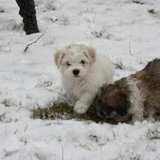 Bichon havanais Charlie