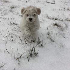 Bichon havanais Charlie