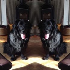 Blanding af racer Chowchow - Basse