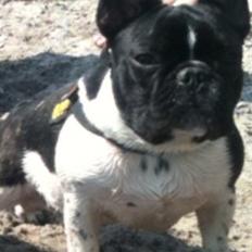 Fransk bulldog Cody