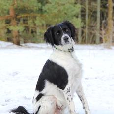 Blanding af racer Enzo