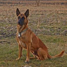 Malinois Noesy